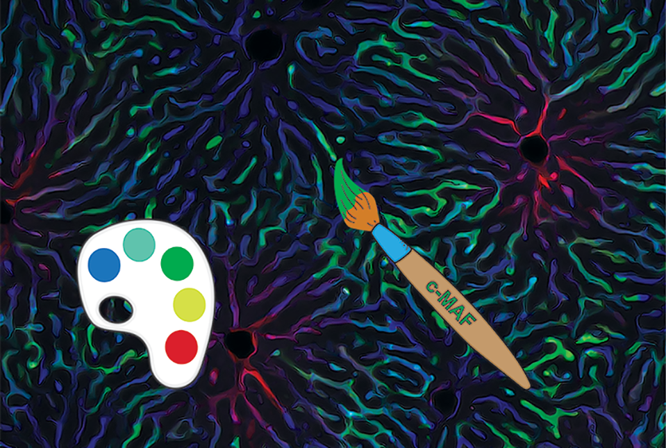 image of paintbrush labeled c-Maf painting blood vessels
