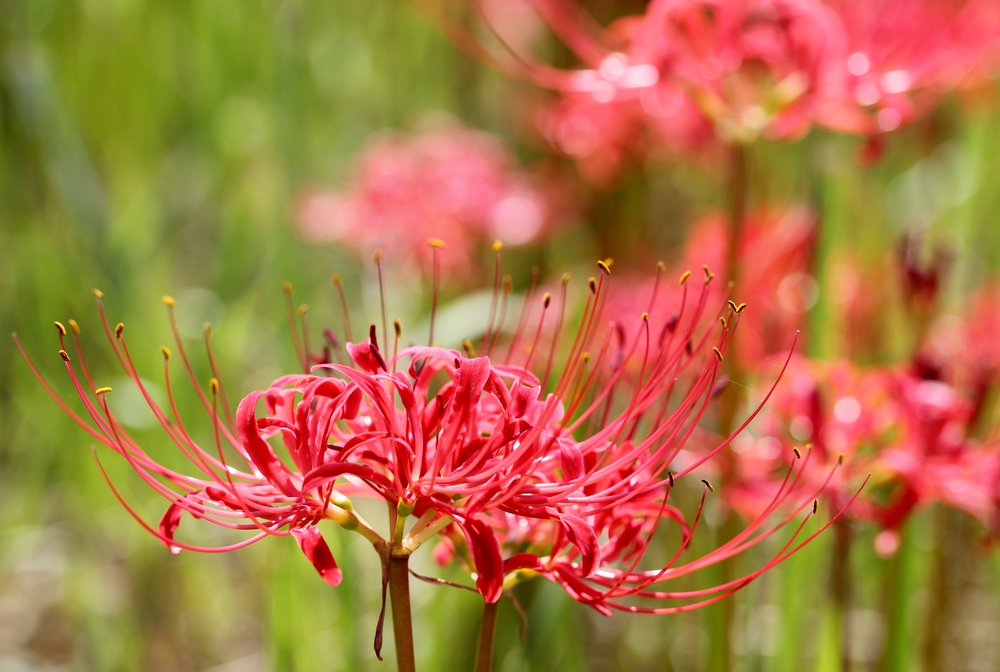 pink plant (medicinal plant, lycoris radiata)