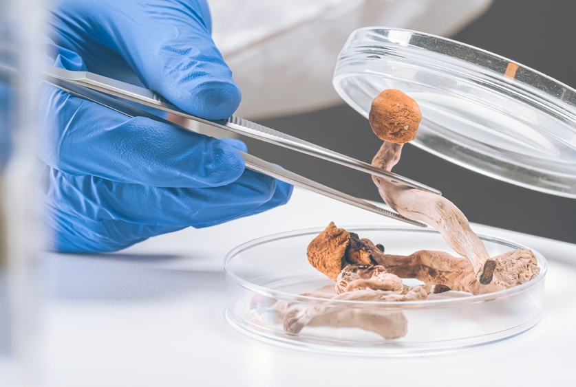 researcher examining psychedelic mushrooms