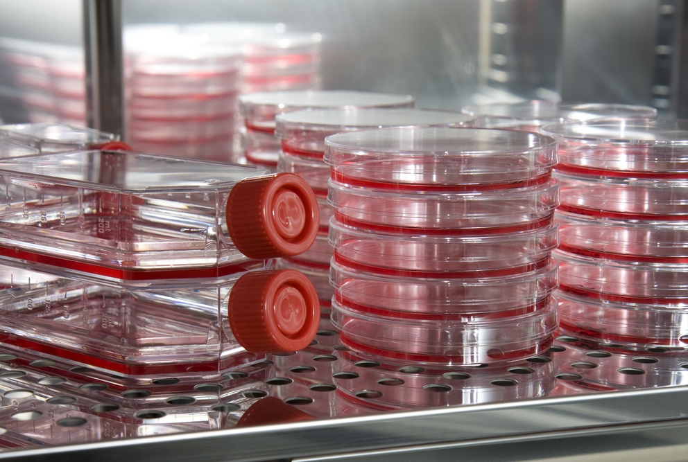 Human cells in a laboratory
